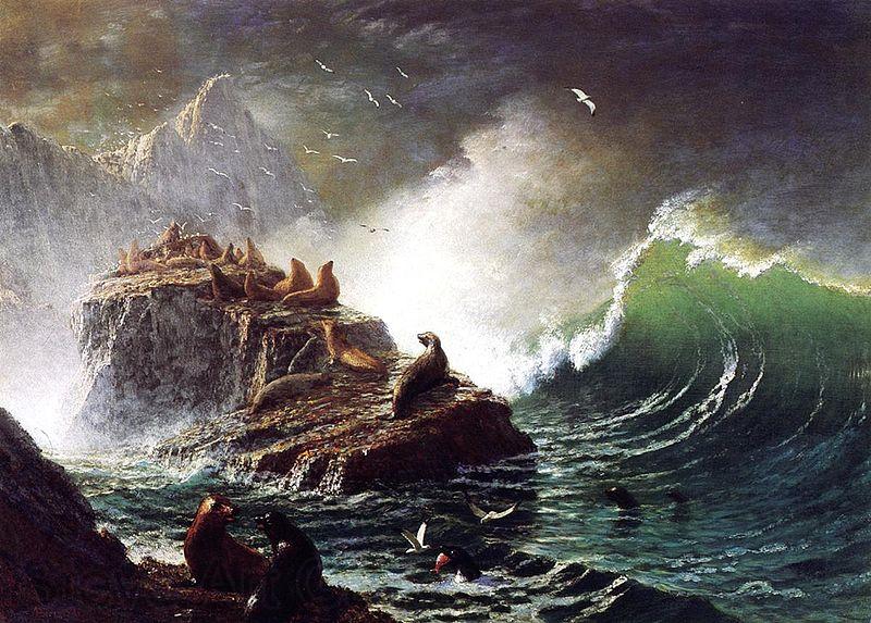Albert Bierstadt Seals on the Rocks, Farallon Islands Spain oil painting art